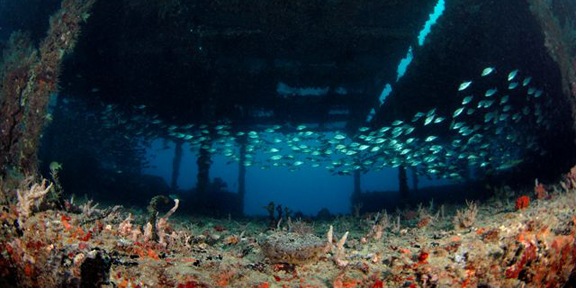 Dive With South Florida Diving Headquarters